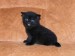 britská kočká černá face